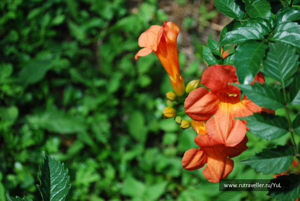 photo 2016344