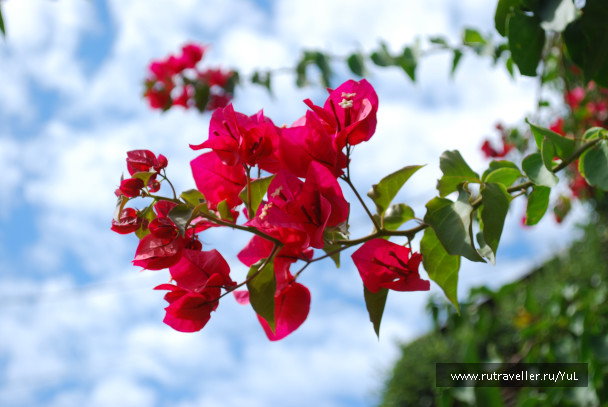 photo 1614234