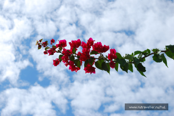 photo 1614235