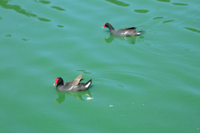 photo 1624562