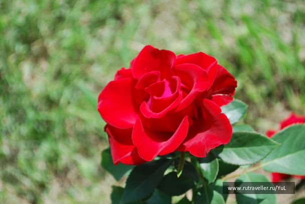 photo 2015838