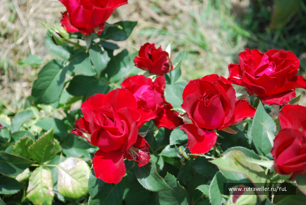 photo 2015839