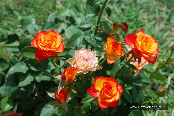 photo 2015840