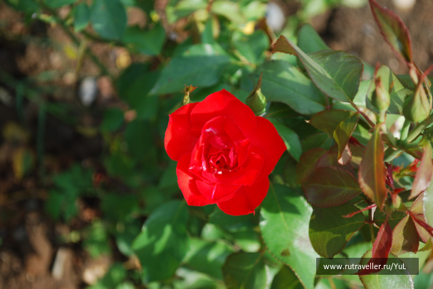 photo 2015936