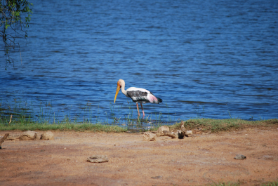 photo 2027626