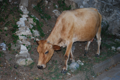 photo 2033215