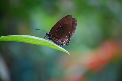 photo 2048182