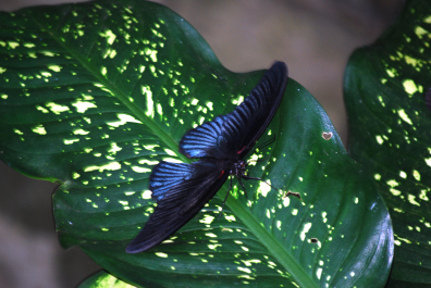photo 2049018