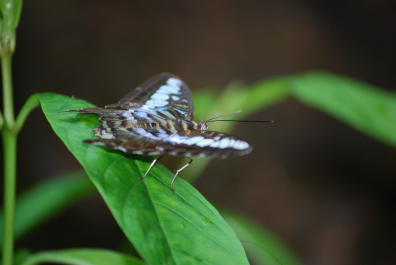 photo 2049065