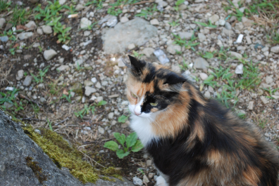 photo 1612161