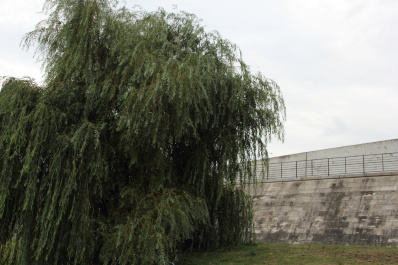 photo 479212