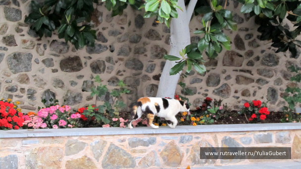 photo 1125316