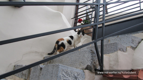 photo 1125321