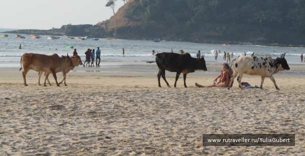 photo 1119654