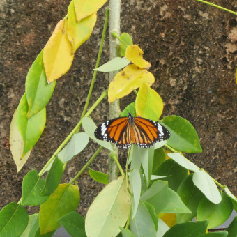 Индия, Гоа, Парк бабочек