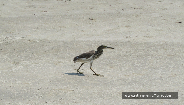 photo 1120972
