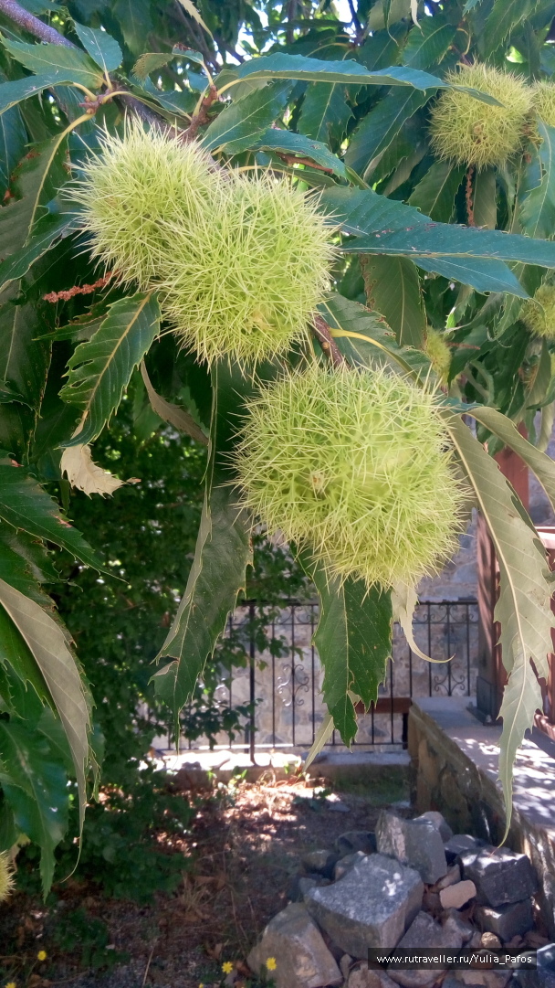 photo 1390319