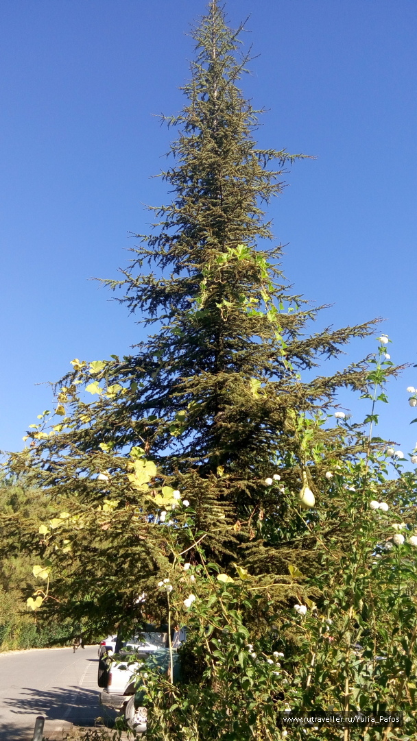 photo 1390387