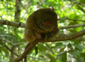 photo 253790