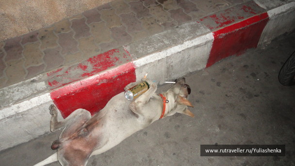 photo 218426