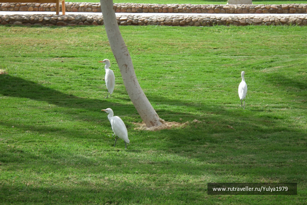 photo 316448