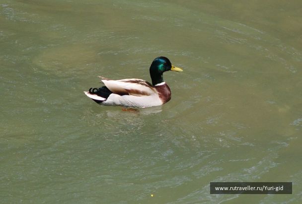 photo 491550