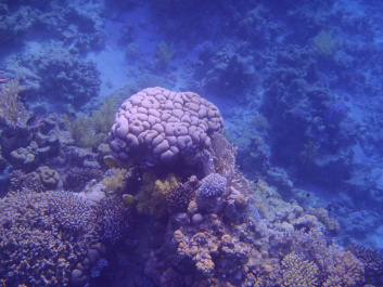 photo 472549