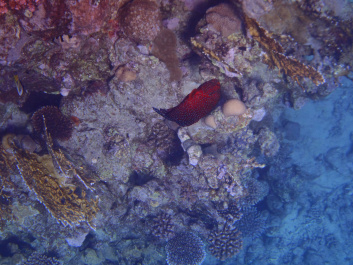 photo 472550