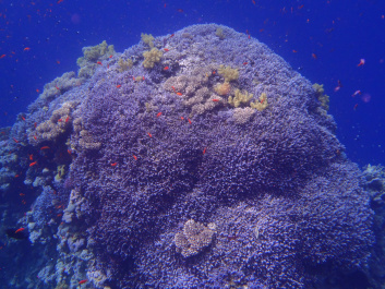 photo 472552