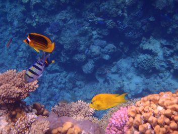 photo 472553