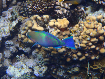 photo 472554