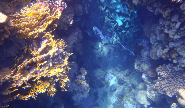 P1010263