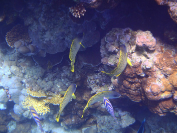 photo 472559