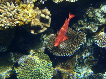 photo 472561