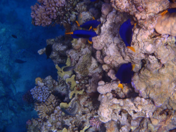 photo 472562