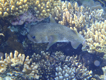 photo 472564