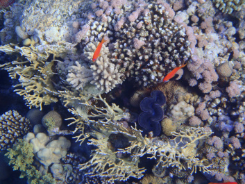 photo 472565