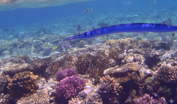 P1010016