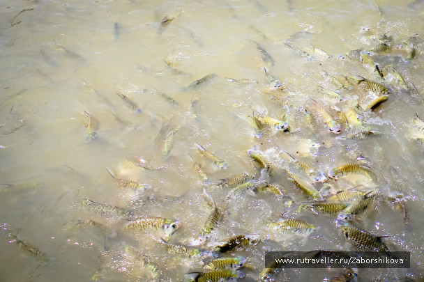 photo 214013