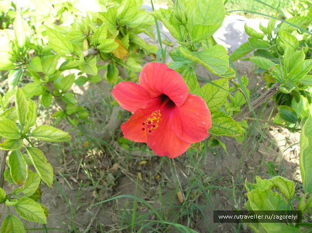 photo 44730