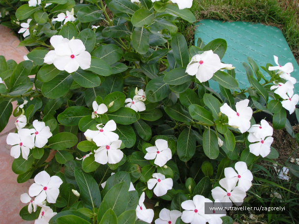 photo 44732