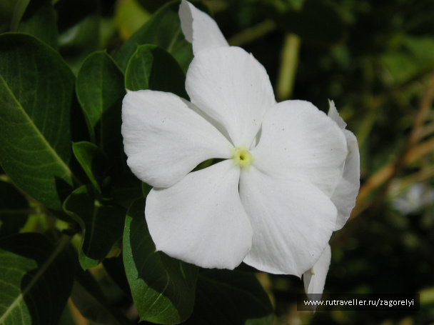 photo 44741