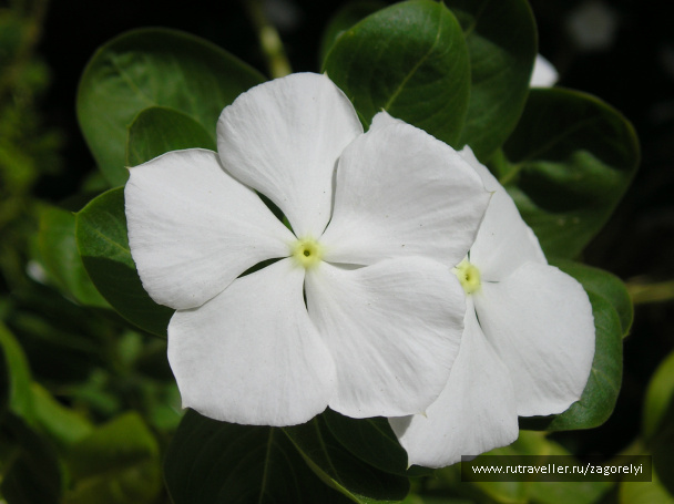 photo 44742