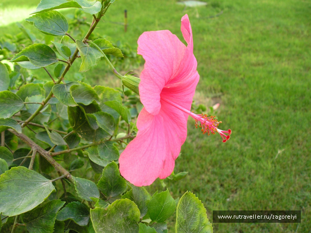 photo 44743