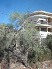 photo 387692