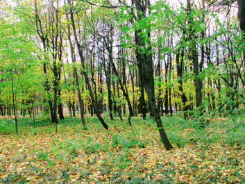 photo 1699655