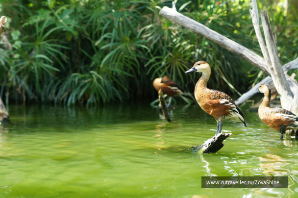 photo 232289