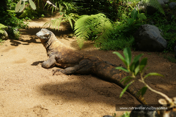 photo 232290