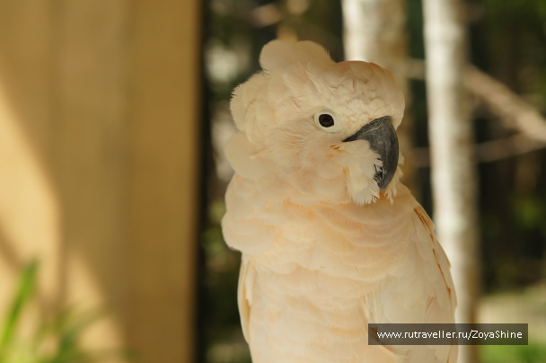 photo 232291