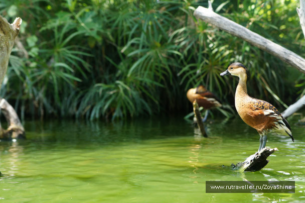 photo 233582
